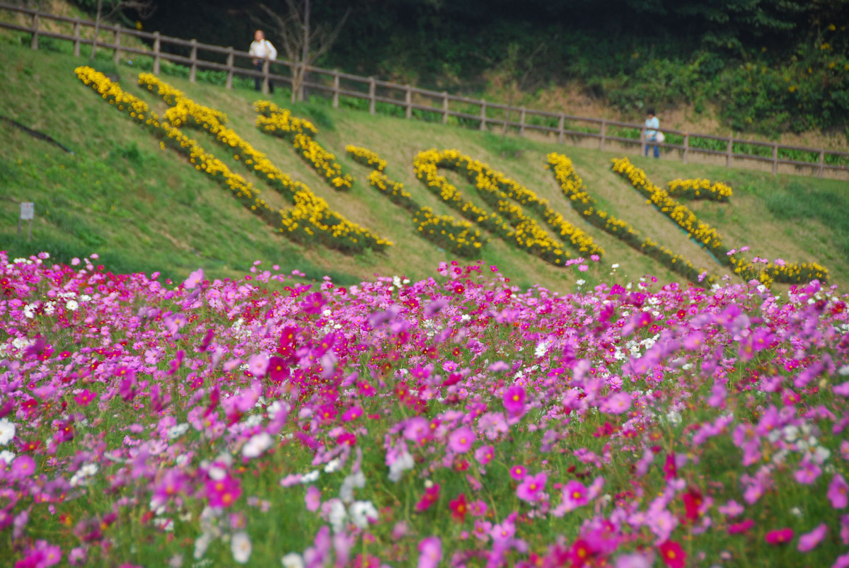 横須賀市 くりはま花の国